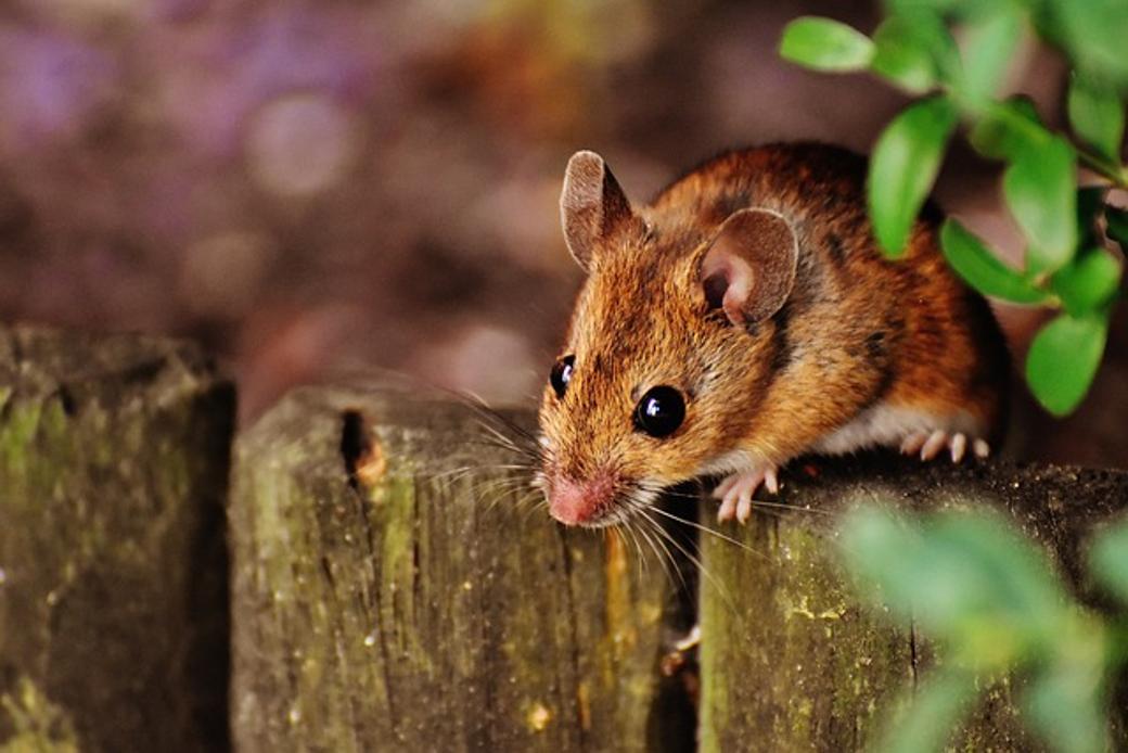 Come risolvere una rotellina del mouse Microsoft troppo sensibile nel 2024
